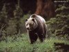 miniatura_Animals_Bear_03 copia